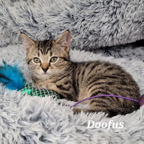 Doofus