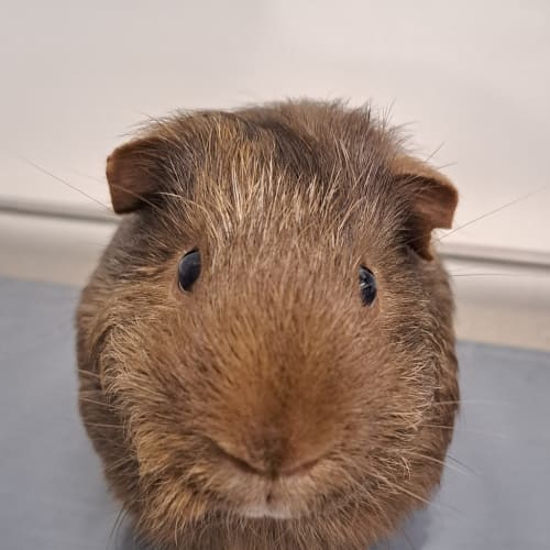 Wombat