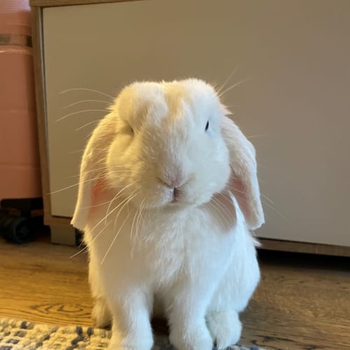 Thumper 