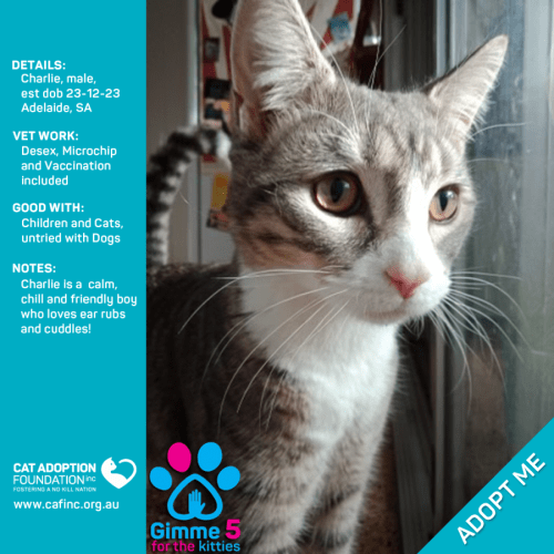 Charlie Just $50 Limited Time!