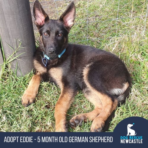 Eddie - 5 Month Old German Shepherd (Trial)