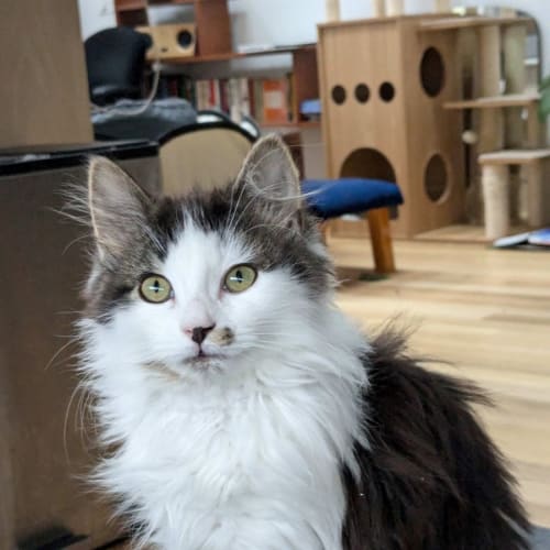 Rose - Located in Preston