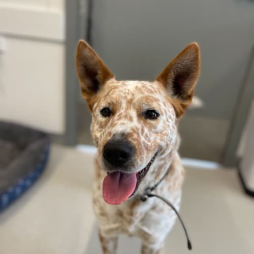 🐾 Neville 5303 🐾