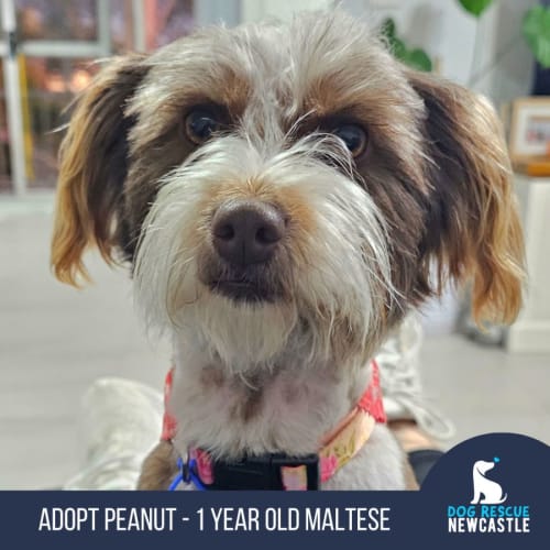 Peanut - 1 Year Old Maltese (Hold)