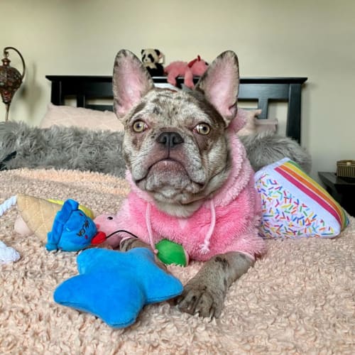 🍭Lolah Lollipop🍭