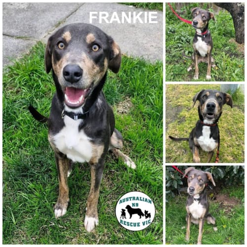 Frankie 