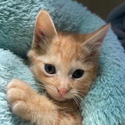Apricot