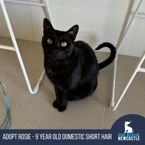 Rosie - 9 Year Old Domestic Short Hair