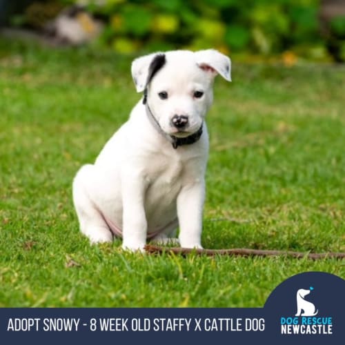 Snowy - 8 Week Old Staffy X Cattle Dog (Trial)