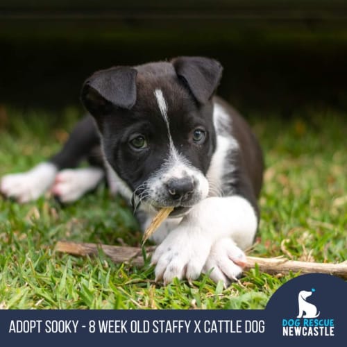 Sooky - 8 Week Old Staffy X Cattle Dog (Trial)
