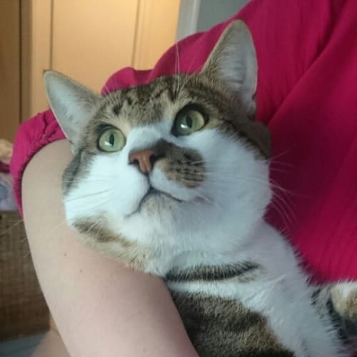 Nigel