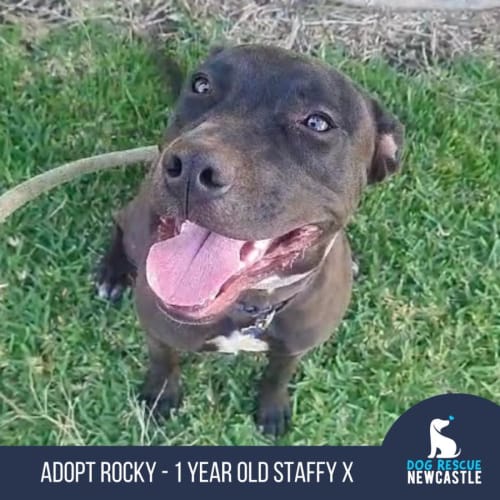 Rocky - 1 Year Old Staffy X