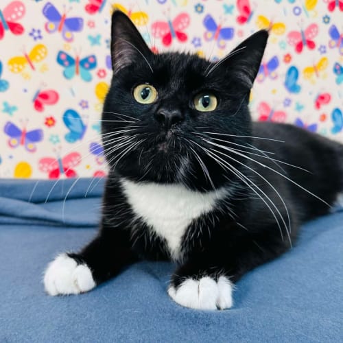 Moose - Located in Preston