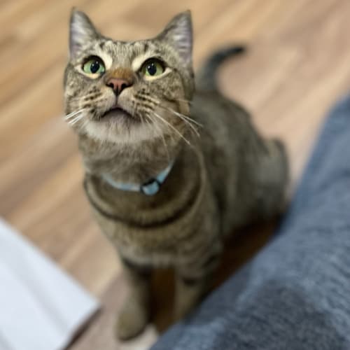 SAFE Karratha (Saving Animals From Euthanasia) PetRescue