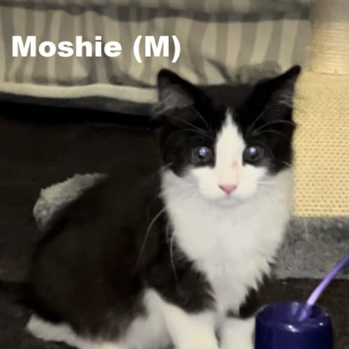 Moshie
