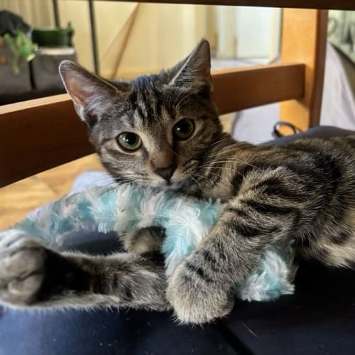 SAFE Karratha (Saving Animals From Euthanasia) PetRescue