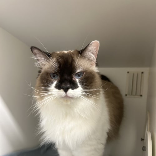 Snooty