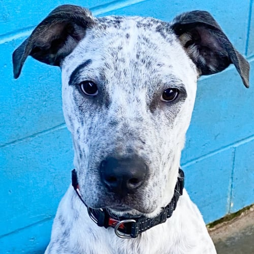 Apollo