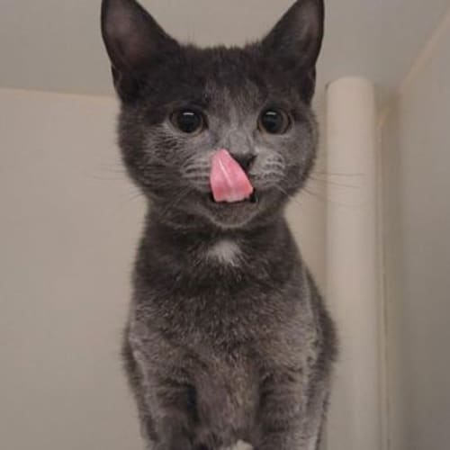 Meow Meow