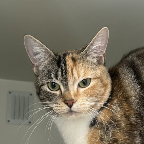 Cleo