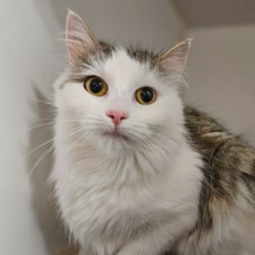 Esmeralda