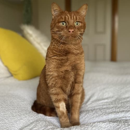 Ron