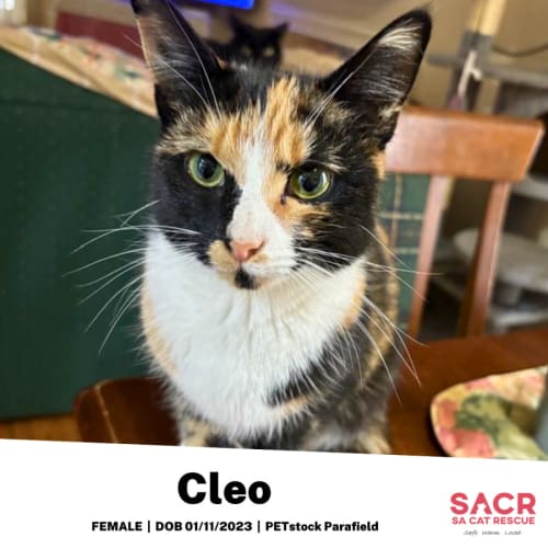 Cleo