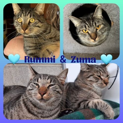 Rummi & Zuma