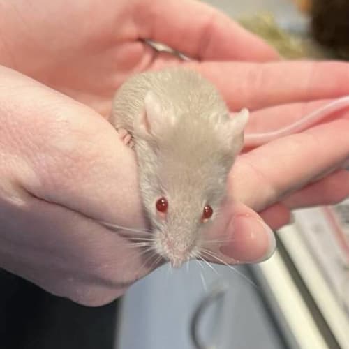 Lulu