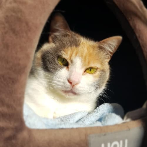 7351 - Goldie - Domestic Short Hair Cat