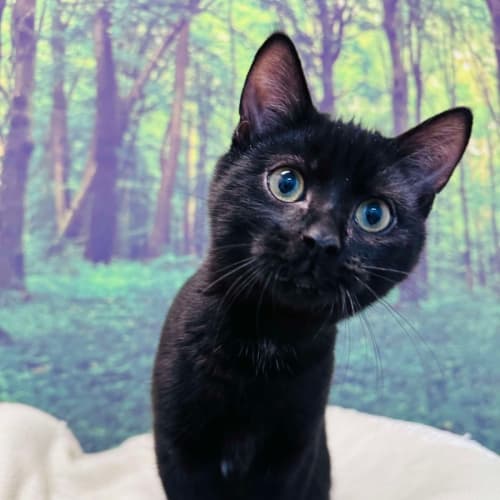 Nova - Located in Preston