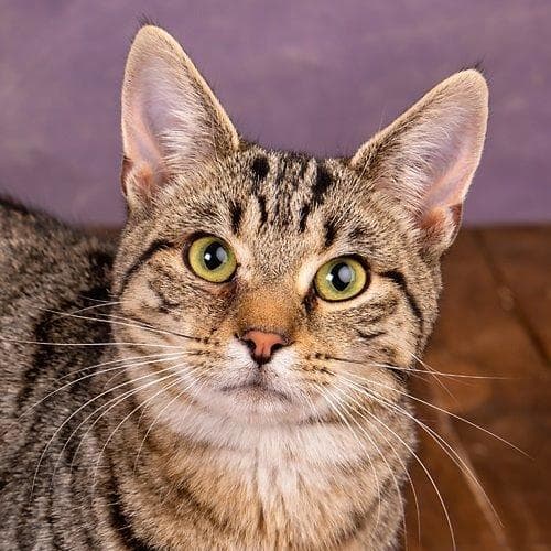 No photo for Indiana