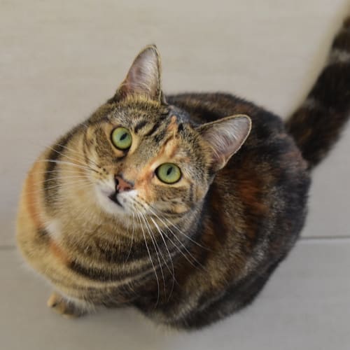 Topaz - Fostered In Perth