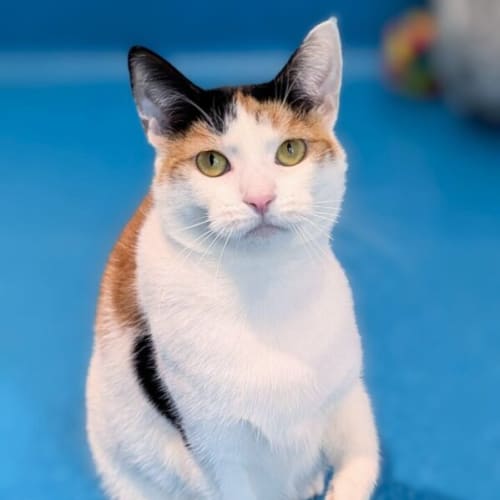 Bella