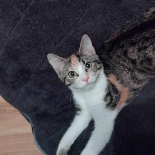 Torti