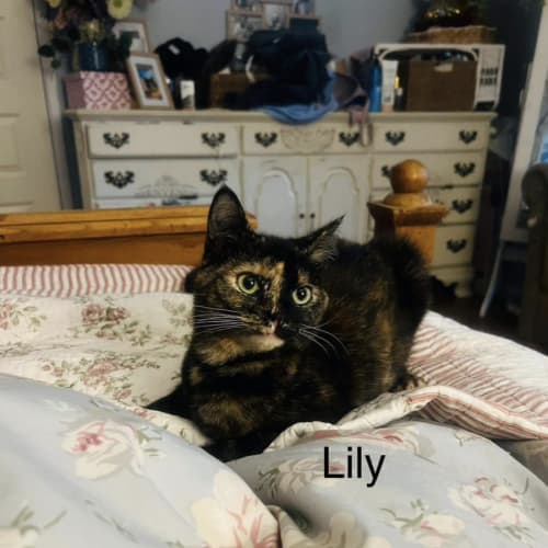 Lily