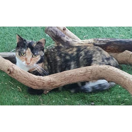 No photo for 3978   Tali