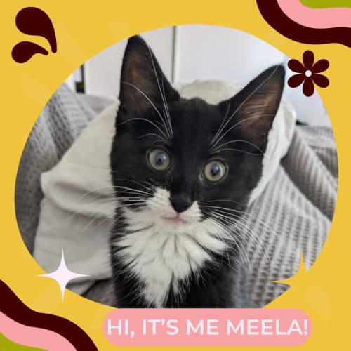 ⭐ Meela ⭐