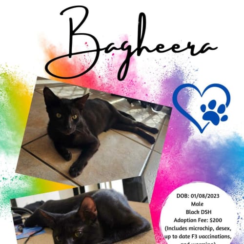 Bagheera