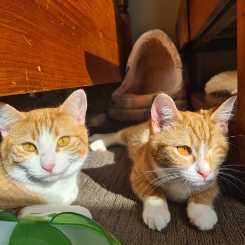Samantha / Endora