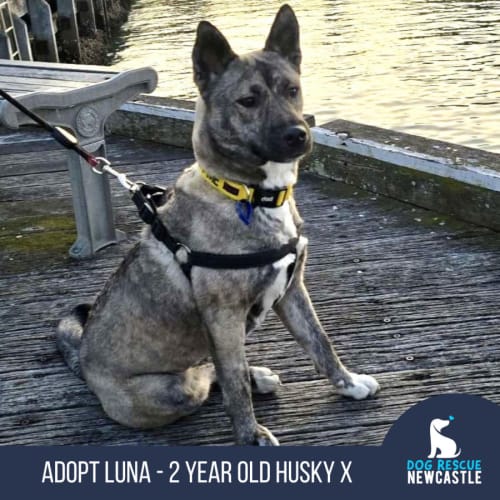 Luna - 2 Year Old Husky X German Shepherd (Trial)