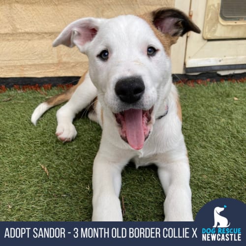 Sandor - 3 Month Old Border Collie X Bull Arab 