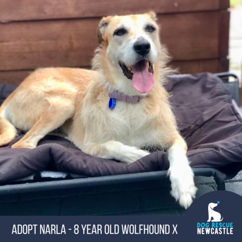 Narla - 8 Year Old Wolfhound X (Trial)
