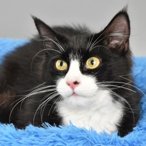 Lord Tobias Darcy III