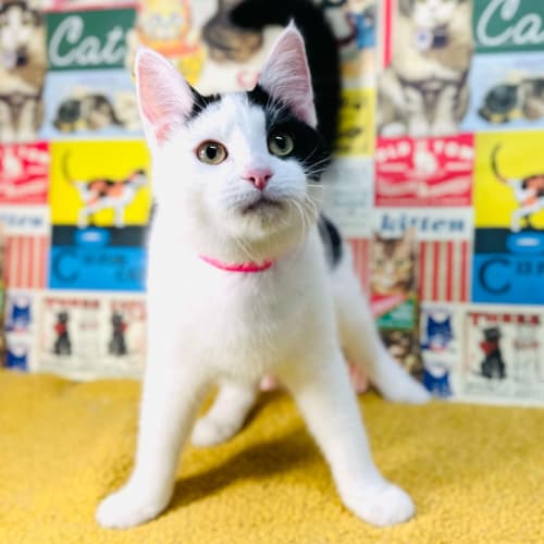 Ziggy - Located in Preston