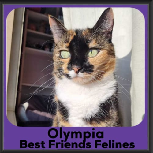 Olympia 