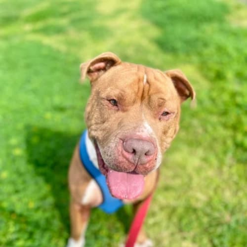 Colonel- Reduced Adoption Fee