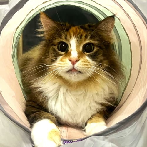 Hermione - Located in Doreen