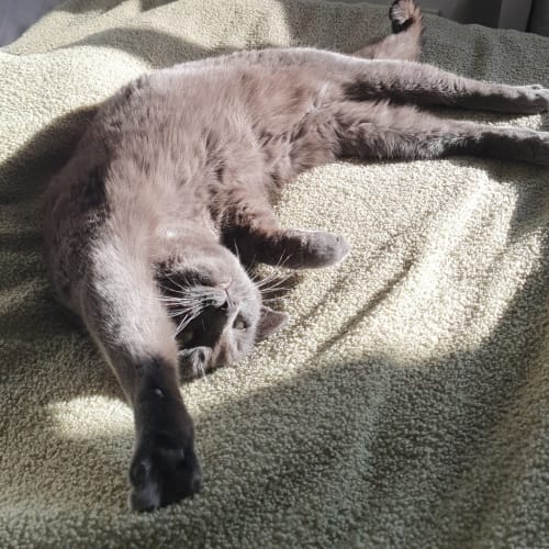 Gracie