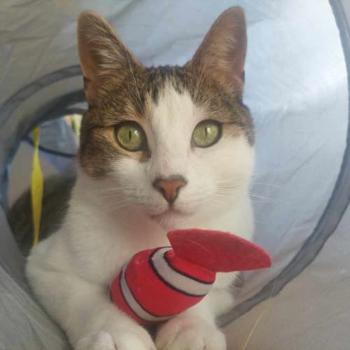 Thomas - Located in Preston